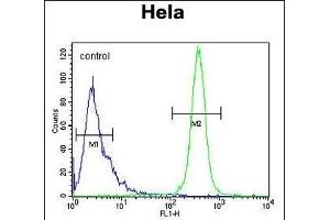K2C78 Antibody (Center) (ABIN653813 and ABIN2843087) flow cytometric analysis of Hela cells (right histogram) compared to a negative control cell (left histogram). (Keratin 78 anticorps  (AA 176-203))