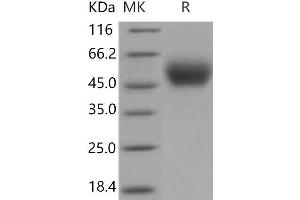 Western Blotting (WB) image for Plasminogen Activator, Urokinase Receptor (PLAUR) (Active) protein (His tag) (ABIN7320392)