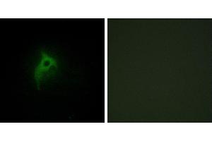Peptide - +Immunofluorescence analysis of HepG2 cells, using Adrenergic Receptor α-2B antibody. (ADRA2B anticorps  (Internal Region))