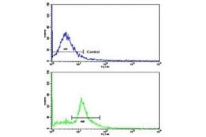 Flow cytometric analysis of MDA-231 cells using Caspase-9 antibody (bottom histogram) compared to a negative control cell (top histogram).