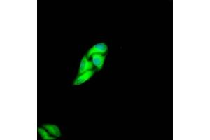 Immunofluorescence staining of Hela Cells with ABIN7127616 at 1:50, counter-stained with DAPI.