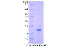 SDS-PAGE (SDS) image for Interleukin 16 (IL16) (AA 1203-1322) protein (His tag) (ABIN1879804)