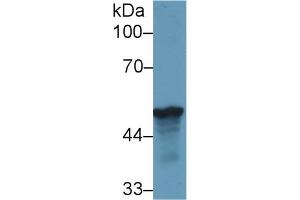 Western Blot; Sample: Human HepG2 cell lysate; Primary Ab: 1µg/ml Rabbit Anti-Rat LRG1 Antibody Second Ab: 0. (LRG1 anticorps  (AA 39-308))