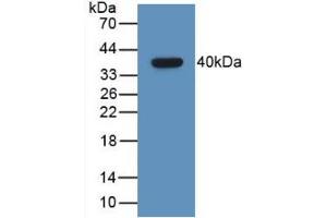 Western Blot; Sample: Recombinant GHRH, Human. (GHRH anticorps  (AA 19-108))