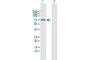 Western Blot analysis of PLK1 expression in transfected 293T cell line by PLK1 MaxPab polyclonal antibody.