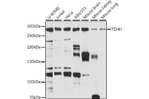 Western blot analysis of extracts of various cell lines, using TCHH antibody (ABIN7270973) at 1:1000 dilution. (Trichohyalin anticorps  (AA 100-300))