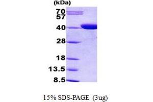 SDS-PAGE (SDS) image for Coproporphyrinogen Oxidase (CPOX) (AA 111-454) protein (His tag) (ABIN5852918)