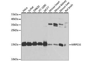 Western blot analysis of extracts of various cell lines, using MRPS16 antibody. (MRPS16 anticorps  (AA 1-137))