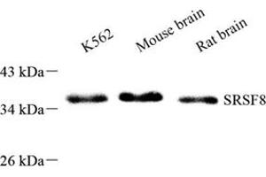 Western blot analysis of SRSF8 (ABIN7075558),at dilution of 1: 800 (SFRS2B anticorps)