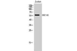 Western Blotting (WB) image for anti-CCZ1 Vacuolar Protein Trafficking and Biogenesis Associated Homolog (S. Cerevisiae) (CCZ1) (C-Term) antibody (ABIN3174373) (CCZ1 anticorps  (C-Term))