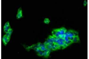 Immunofluorescence staining of 293 cells with ABIN7158264 at 1:133, counter-stained with DAPI. (LILRB1 anticorps  (AA 483-650))