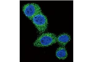 Image no. 4 for anti-BCL2 Binding Component 3 (BBC3) (BH3 Domain), (C-Term) antibody (ABIN356830) (PUMA anticorps  (BH3 Domain, C-Term))