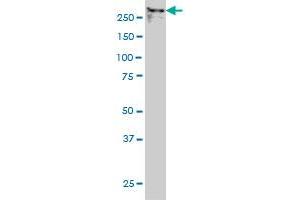 TPR monoclonal antibody (M01), clone 1A8 Western Blot analysis of TPR expression in Hela NE