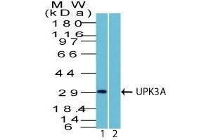 Western Blot Analysis in human HEK293 lysate in 1) absence and 2) presence of immunizing peptide using UPK3A Rabbit PAb. (Uroplakin 3A anticorps  (AA 260-279))