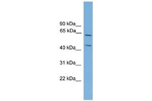 WB Suggested Anti-Rel Antibody Titration: 0. (c-Rel anticorps  (Middle Region))