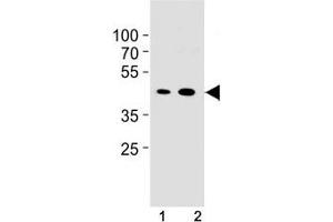 Cyclin B1 antibody western blot analysis in NIH3T3 cell line and mouse spleen tissue lysate. (Cyclin B1 anticorps  (AA 103-130))