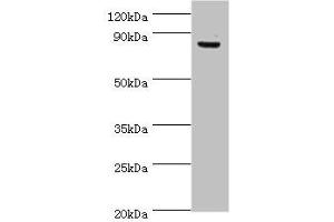 Western blot All lanes: ATRIP antibody at 8 μg/mL + PC-3 whole cell lysate Secondary Goat polyclonal to rabbit IgG at 1/10000 dilution Predicted band size: 86, 84, 77, 73 kDa Observed band size: 86 kDa (ATRIP anticorps  (AA 1-260))