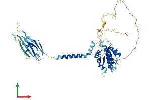 AlphaFold protein structure predicition of Mouse Recombinant Sigirr Protein, UniprotID Q9JLZ8