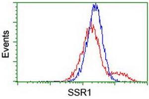 Image no. 1 for anti-Signal Sequence Receptor, alpha (SSR1) antibody (ABIN1501154) (SSR1 anticorps)