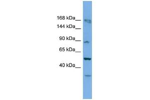 WB Suggested Anti-Taf1c Antibody Titration: 0. (TAF1C anticorps  (C-Term))