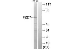 Western blot analysis of extracts from HT-29 cells, using FZD7 Antibody. (FZD7 anticorps  (AA 45-94))