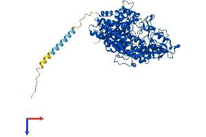 AlphaFold protein structure predicition of Mouse Recombinant Folh1 Protein, UniprotID O35409