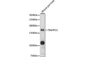 Western blot analysis of extracts of mouse pancreas, using TRAPPC9 antibody (ABIN6290674) at 1:1000 dilution. (TRAPPC9 anticorps)