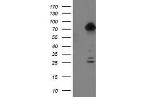 Western Blotting (WB) image for anti-Tubulin tyrosine Ligase-Like Family, Member 12 (TTLL12) antibody (ABIN1499030) (TTLL12 anticorps)