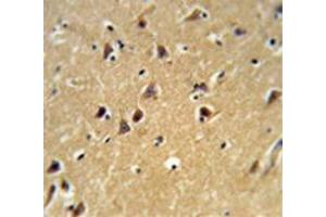 Immunohistochemistry analysis of human brain tissue (Formalin-fixed, Paraffin-embedded) using Spartin / SPG20  Antibody (N-term), followed by peroxidase-conjugated secondary antibody and DAB staining. (SPG20 anticorps  (N-Term))