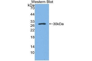 Western Blotting (WB) image for anti-Surfactant Protein A1 (SFTPA1) (AA 21-248) antibody (ABIN1871093) (Surfactant Protein A1 anticorps  (AA 21-248))