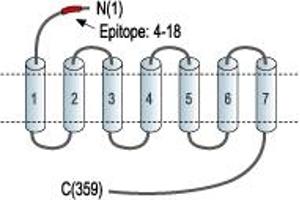 Representative domain view of the target of ABIN7042922.