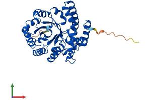 AlphaFold protein structure predicition of Mouse Recombinant Npl Protein, UniprotID Q9DCJ9