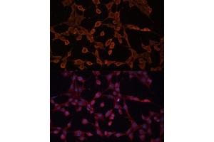 Immunofluorescence analysis of NIH-3T3 cells using  Polyclonal Antibody (ABIN6129850, ABIN6136348, ABIN6136349 and ABIN6224537) at dilution of 1:100 (40x lens).