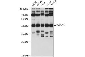 Western blot analysis of extracts of various cell lines, using TMOD3 antibody (ABIN1683055, ABIN3019135, ABIN3019136 and ABIN6220733) at 1:1000 dilution. (TMOD3 anticorps  (AA 1-352))