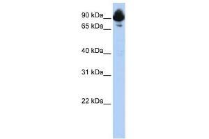 Western Blot showing RGS3 antibody used at a concentration of 1-2 ug/ml to detect its target protein. (RGS3 anticorps  (C-Term))