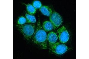 IF analysis of DLD using anti-DLD antibody (ABIN3043561). (DLD anticorps  (AA 300-509))