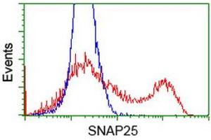 HEK293T cells transfected with either RC202068 overexpress plasmid (Red) or empty vector control plasmid (Blue) were immunostained by anti-SNAP25 antibody (ABIN2454625), and then analyzed by flow cytometry. (SNAP25 anticorps)