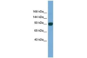WB Suggested Anti-UNC45A Antibody Titration: 0. (UNC45A anticorps  (N-Term))