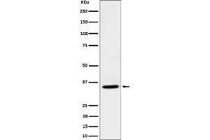 Western blot analysis of USF1 expression in Jurkat cell lysate.