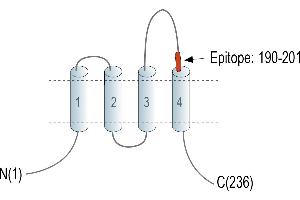 Representative domain view of the target of ABIN7582016. (CD81 anticorps  (Extracellular, Loop 2) (APC))