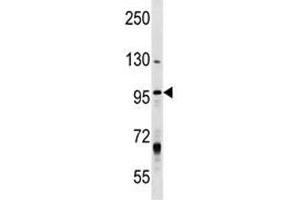 MCM8 antibody western blot analysis in T47D lysate. (MCM8 anticorps  (AA 322-350))