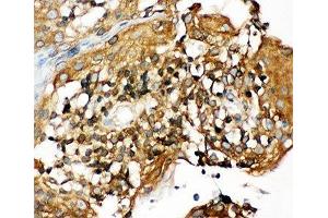 IHC-P: NLRP3 antibody testing of human tonsil tissue