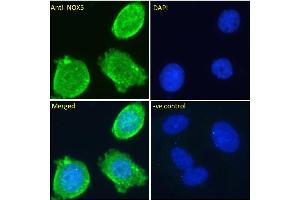 ABIN571285 Immunofluorescence analysis of paraformaldehyde fixed MCF7 cells, permeabilized with 0. (NOX5 anticorps  (Internal Region))