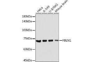 Western blot analysis of extracts of various cell lines, using FBLN1 Rabbit pAb (ABIN7267200) at 1:2000 dilution. (Fibulin 1 anticorps  (AA 570-670))