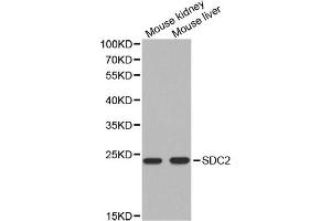 Western blot analysis of extracts of mouse kidney and mouse liver cell lines, using SDC2 antibody. (Syndecan 2 anticorps)