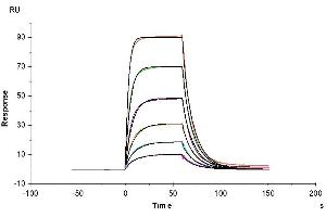 Mouse CD200 R1, His Tag immobilized on CM5 Chip can bind Mouse CD200, His Tag with an affinity constant of 1.