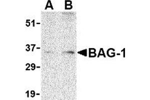 Western Blotting (WB) image for anti-BCL2-Associated Athanogene (BAG1) (N-Term) antibody (ABIN1031257) (BAG1 anticorps  (N-Term))