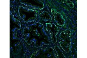 IF analysis of Nogo A/RTN4 using anti-Nogo A/RTN4 antibody (ABIN7603185). (Reticulon 4 anticorps  (N-Term))