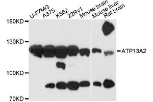 Western blot analysis of extracts of various cell lines, using ATP13A2 antibody (ABIN6290030) at 1:3000 dilution. (ATP13A2 anticorps)