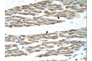 Image no. 2 for anti-Myc Proto-Oncogene protein (MYC) (N-Term) antibody (ABIN6737689) (c-MYC anticorps  (N-Term))
